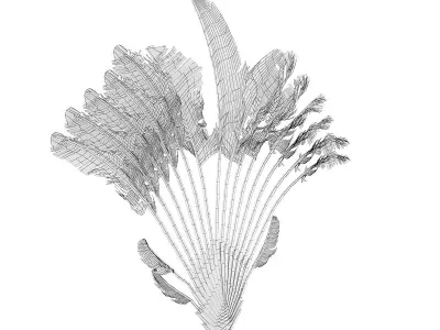 Crane Flower Plant 3D model