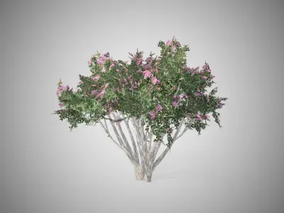 Crape Myrtle Tree Low-poly 3D model