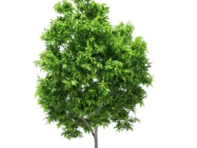 Avocado Tree 3D model