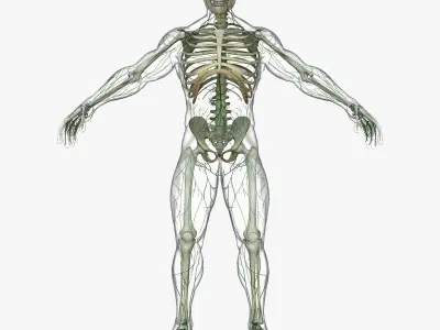 Human Lymphatic System with Full Body Skeleton 3D model