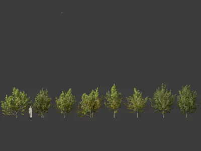 Acer campestre - Hedge maple 02 3D model