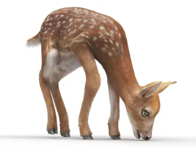  White-Tailed Fawn Deer Walking Fur Animated Rigged for Maya 