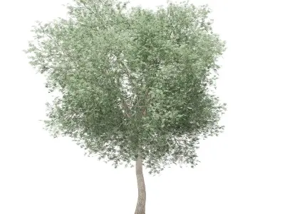 Olive Tree 3D model