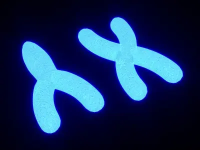 Chromosome 3D model