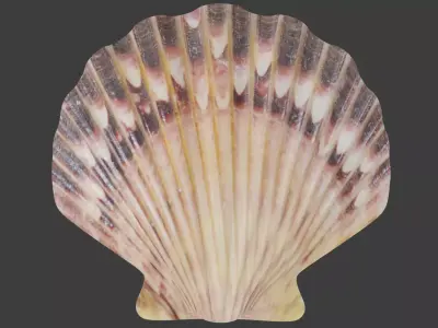 Seashell Low-poly 3D model