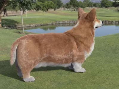  Pembroke Welsh Corgi Dog Fur for Maya 