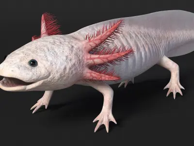  Exotic Rigged Pets Collection for Cinema 4D 