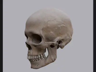 Human Cranium 3D model