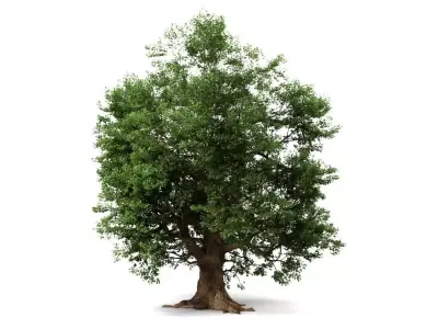 Oak Tree 3D model