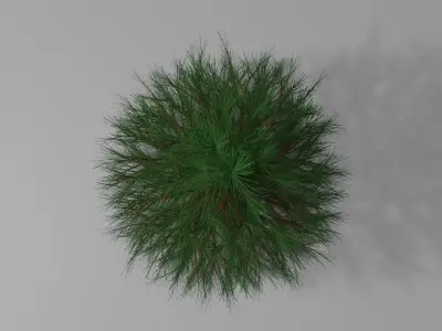 Pine Tree 1 3D model