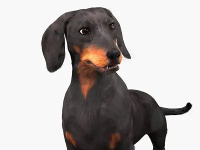  Standard Dachshund Breed Dog Alert Black Fur Rigged for Maya 