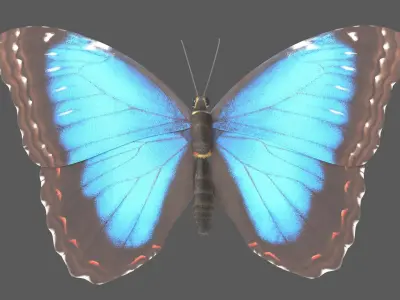  Blue Morpho Butterfly Animated 