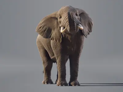  Elephant African Animated 