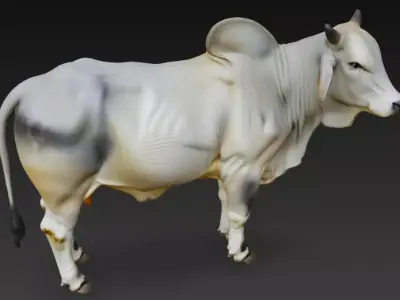 Brahman Bull 3D Model Low-poly 3D model
