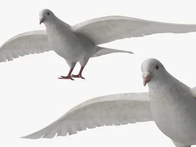  Lowpoly Dove Wings Extended White 