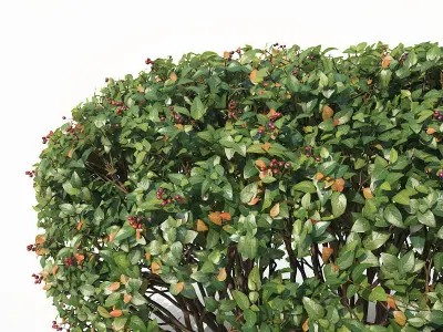 Cotoneaster lucidus 5 hedges collection 3D model