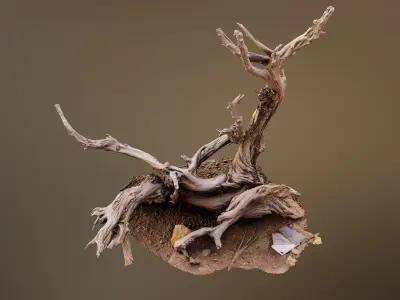 Dry Root 3D model