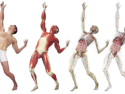  Complete Male and Female Anatomy Rigged Maaya Collection 