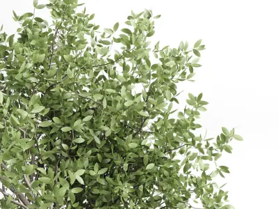 Indoor plant 406 concrete dirt vase plant tree pot Low-poly 3D model