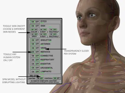 Detailed Full Female Body Anatomy 3D model