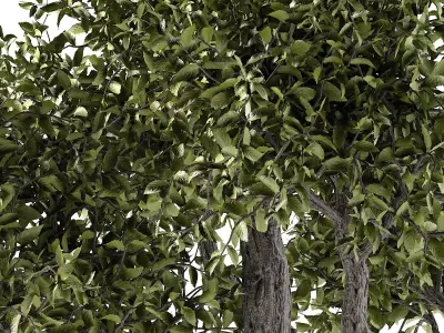 Twisted Tree Low-poly 3D model