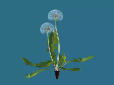 Dandelion 3D model