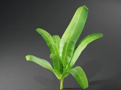  Tropical plants collection Low-poly 3D model