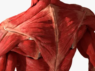  Human Skeleton and Muscular System 