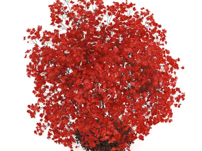 Flowering Quince Plant Chaenomeles 3D model