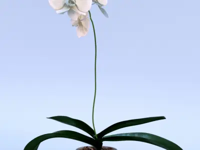 Orchid in pot 3D model