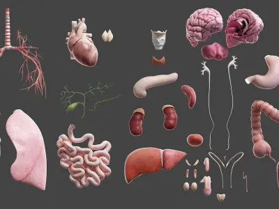  Full Obese Male Anatomy 