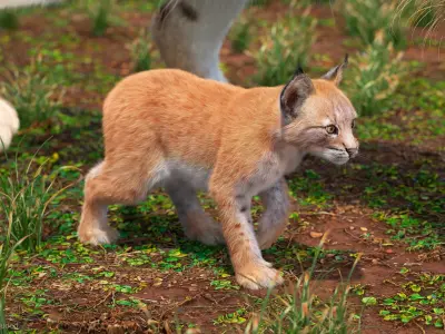  Lynx Mother and Cub Walking Fur 