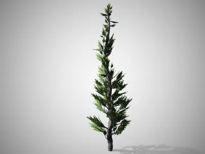 Hollywood Juniper Tree Low-poly 3D model
