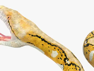  Reticulated Python Rigged for Cinema 4D 