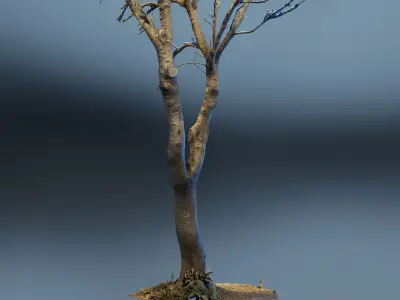 scantree01 dead tree 3D model