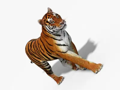  Tiger Model Animated 