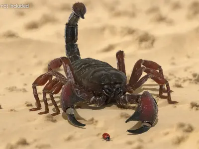  Hunting Scorpion Fur Animated Rigged for Cinema 4D 