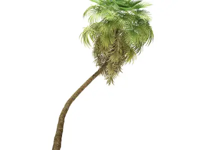 California Palm Tree 3D Model 10m 3D model
