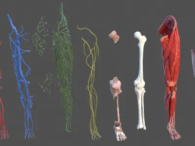  Male Leg Full Anatomy and Skin 