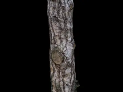 pine trunk 01 Low-poly 3D model