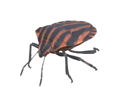  BEETLE GRAPHOSOMA BUG ANATOMY INSECT 