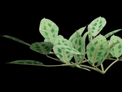 Maranta Prayer Plant Low-poly 3D model