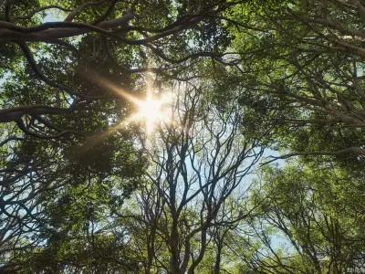 Maxtree Plant Models Vol 95 - Mesh 3D model