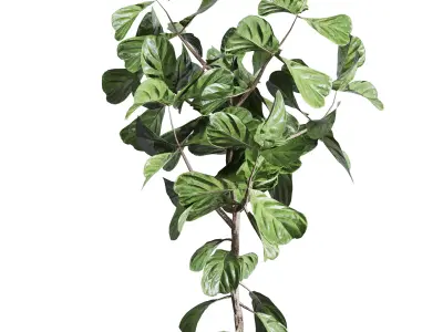 Ficus Lyrata plant in concrete dirt vase Indoor plant 262 3D model