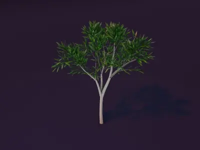 Cartoon Eucalyptus Tree 3D Model Low-poly 3D model