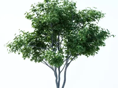 Patio tree 3D model