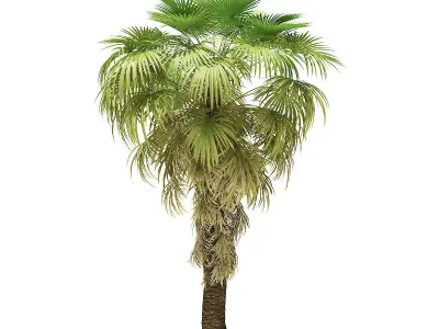 California Palm Tree 3D Model 6m 3D model