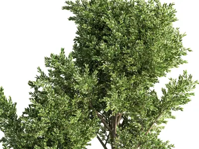 Indoor Plant Set 46 3D model