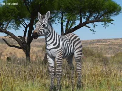  Zebra Adult Foal Fur 