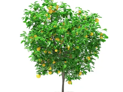 Grapefruit Tree with Fruits 3D model